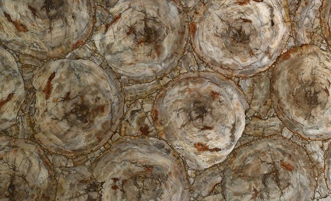 Semi Precious - Petrified Wood Beige Round